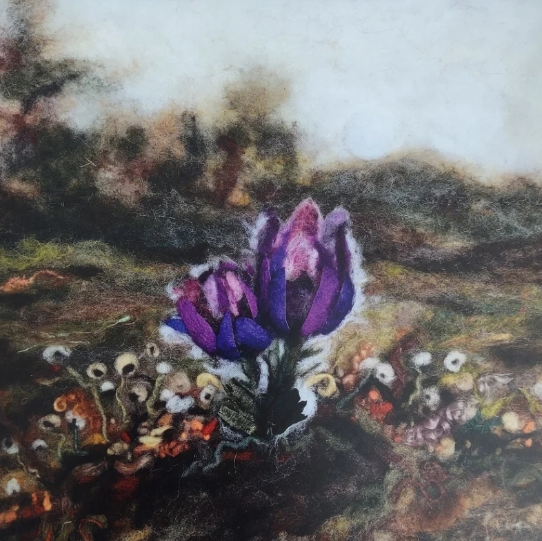 Pasque Flowers in Bloom